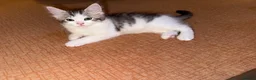 Mixed Breed cats for sale: 3 beautiful kittens ready to leave  - Advert 5