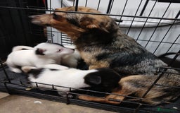 Mixed Breed dogs for sale: Pomeranian cross puppies ready now - Image 40