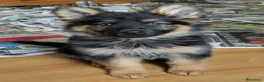 German Shepherd Puppy 11