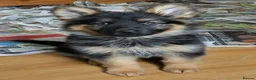 German Shepherd dogs for sale: QUALITY GERMAN SHEPHERD PUPPIES FOR SALE - Advert 3
