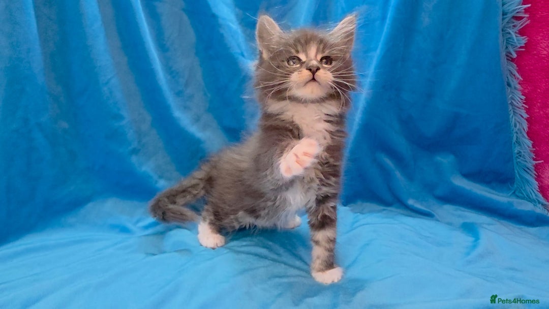 Maine Coon cats for sale: Ready December TICA beautiful Maine Coon Kittens  - Image 10