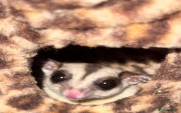 Sugar Glider rodents for sale: 3 Sugar Gliders for sale - Image 7