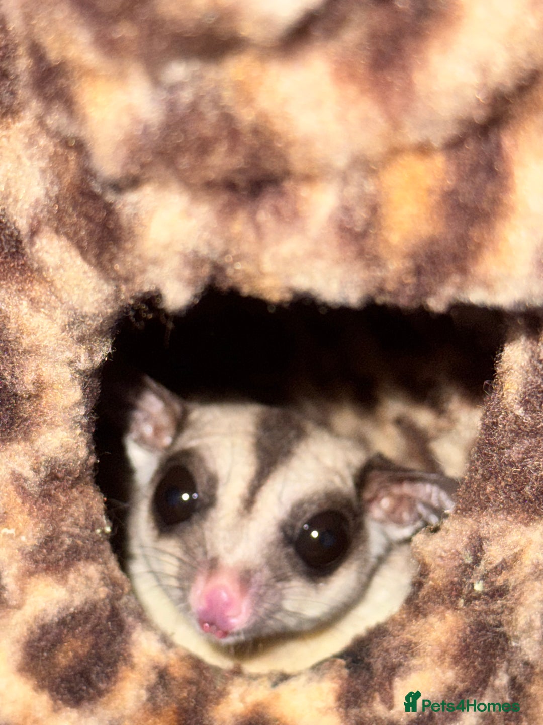 Sugar Glider rodents for sale: 3 Sugar Gliders for sale - Image 7