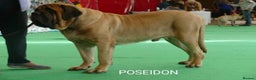 Mastiff dogs for sale: KC registered English Mastiff girls  - Advert 14