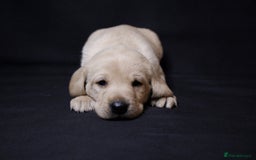 Labrador Retriever dogs for sale: Fully health tested puppies - Image 1