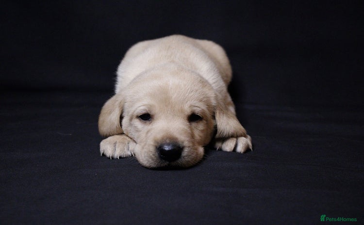 Labrador Retriever dogs - Advert 2