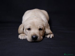Labrador Retriever dogs for sale - Advert 1