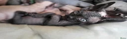 Sphynx cats for sale: Little kittens sphynx  - Advert 15