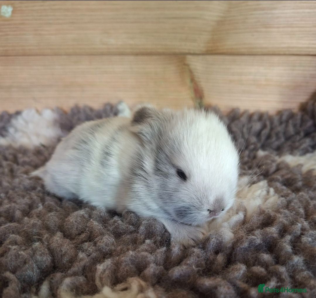 Mini Lop rabbits Young Rabbits for sale - Advert 1
