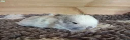 Mini Lop rabbits for sale: Young Rabbits for sale in Liss - Advert 1