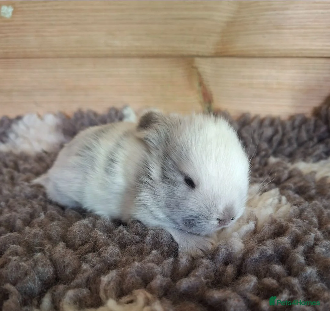 Mini Lop rabbits for sale: Young Rabbits for sale in Liss - Advert 1