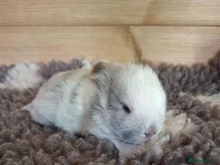 Mini Lop rabbits Young Rabbits for sale - Advert 1
