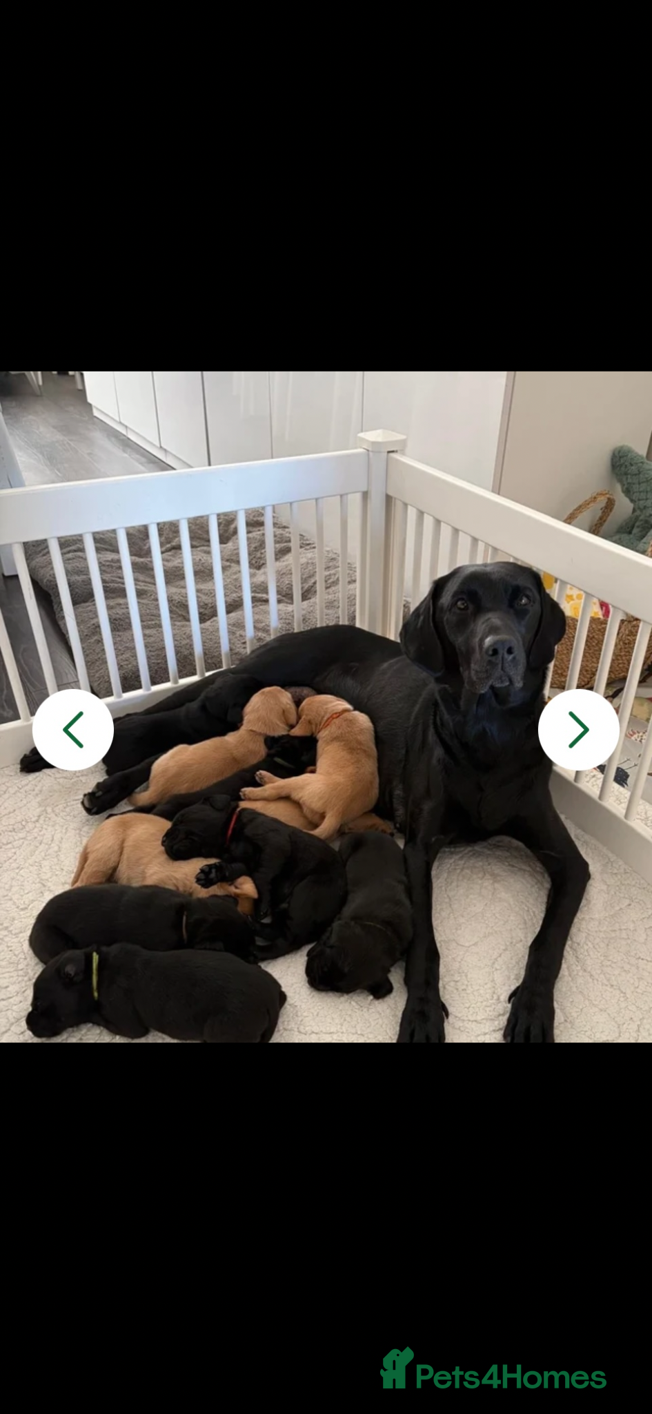 Labrador Retriever dogs Beautiful girl black lab - Advert 15