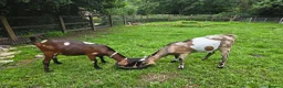 Goats livestock for sale: Pedigree Anglo Nubian Billies - Advert 2