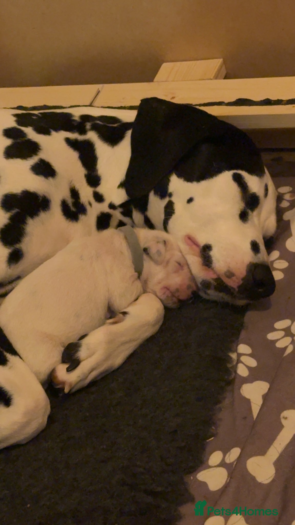 Dalmatian dogs Purebred Dalmatian puppies for sale  - Advert 7