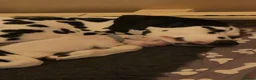 Dalmatian dogs for sale: *1 left please read* Purebred Dalmatian puppies - Advert 10