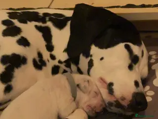 Dalmatian dogs Purebred Dalmatian puppies for sale - Advert 7