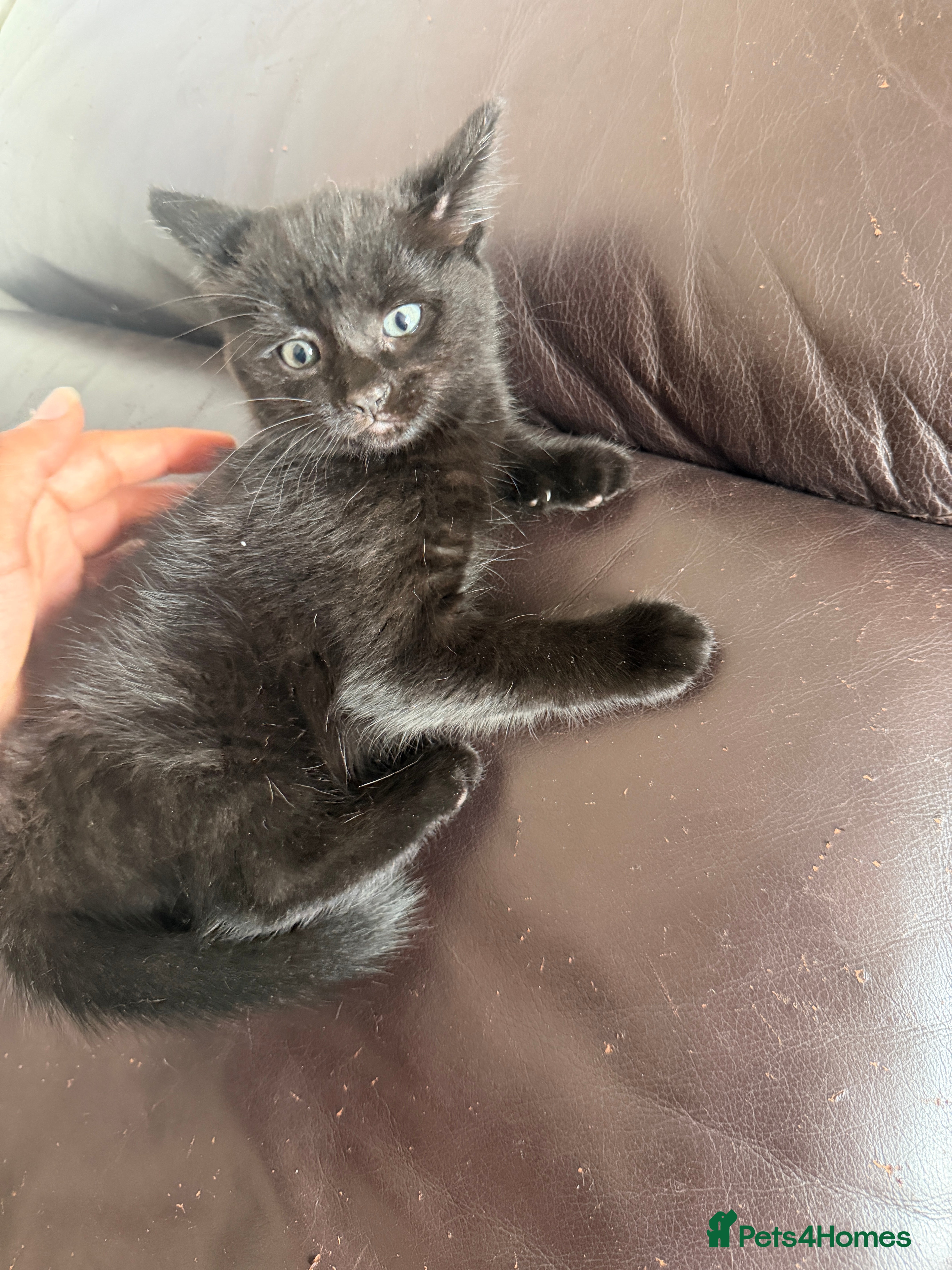 Mixed Breed cats for sale: 5 kittens for sale - Advert 5