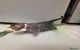 Bengal cats for sale: Beautiful 1/2 bengal kittens - Image 19