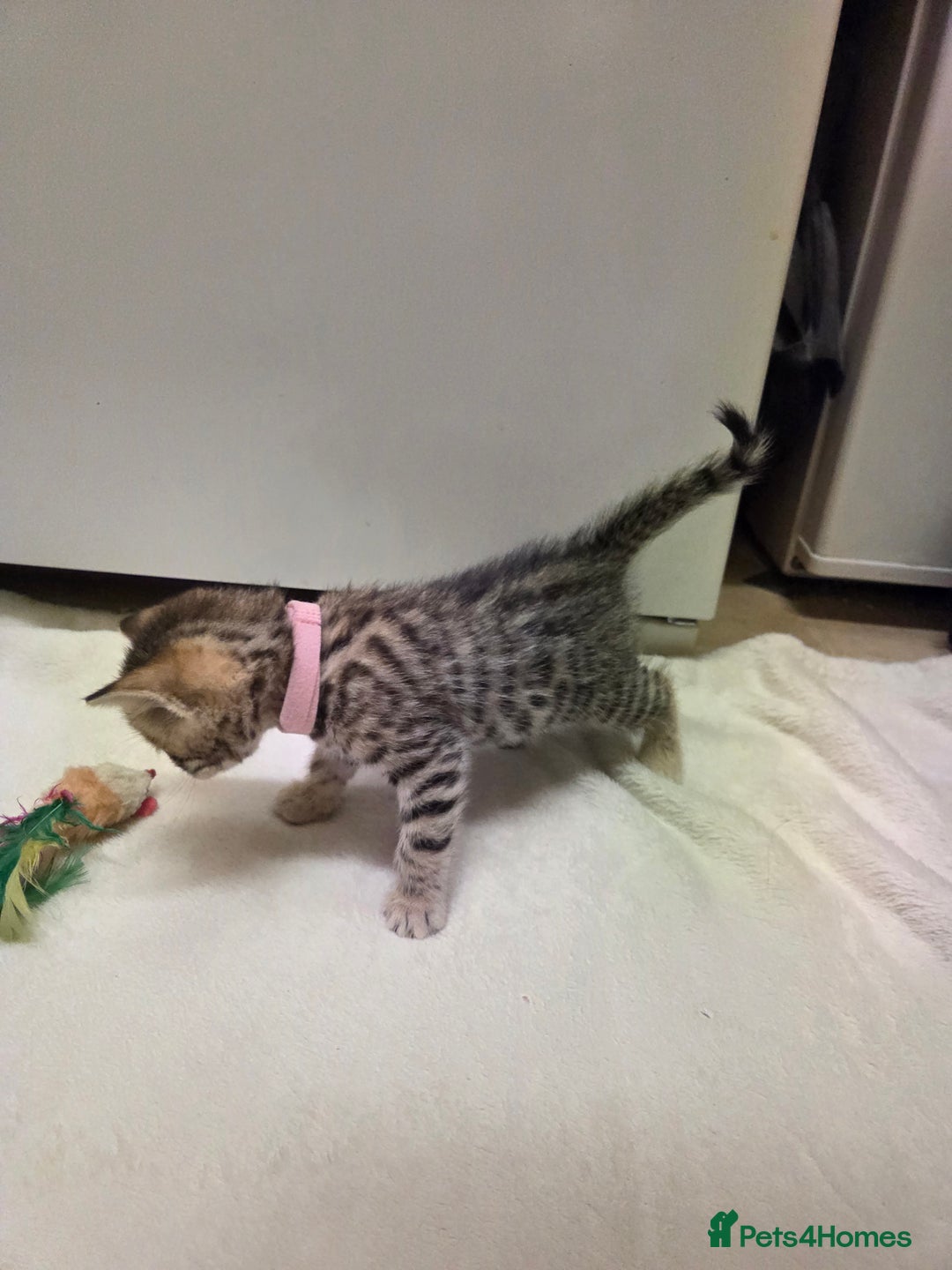 Bengal cats for sale: Beautiful 1/2 bengal kittens - Image 19