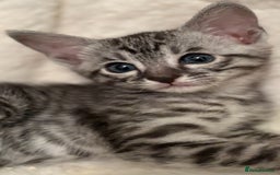 Savannah cats for sale: Gorgeous Female SBT kittens - Image 2