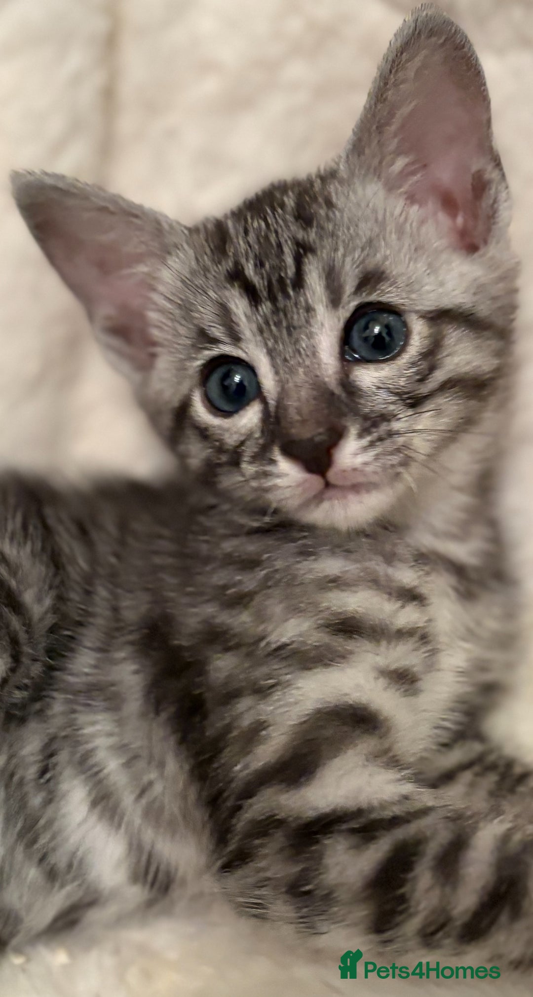 Savannah cats for sale: Gorgeous Female SBT kittens - Image 2