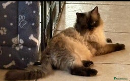 Ragdoll cats for sale: Ragdoll Kittens - Advert 10