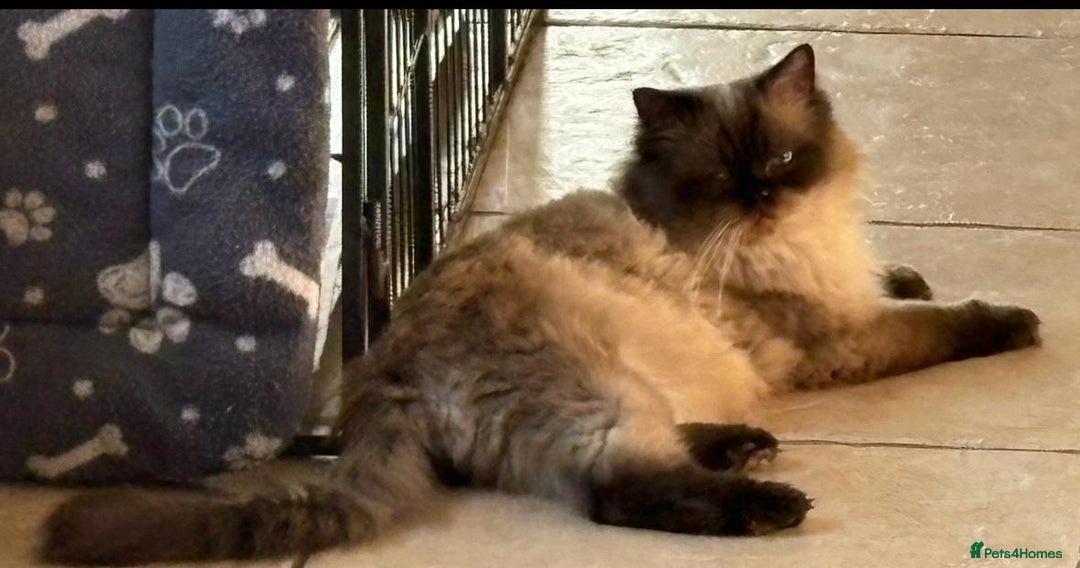 Ragdoll cats for sale: Ragdoll Kittens - Advert 10