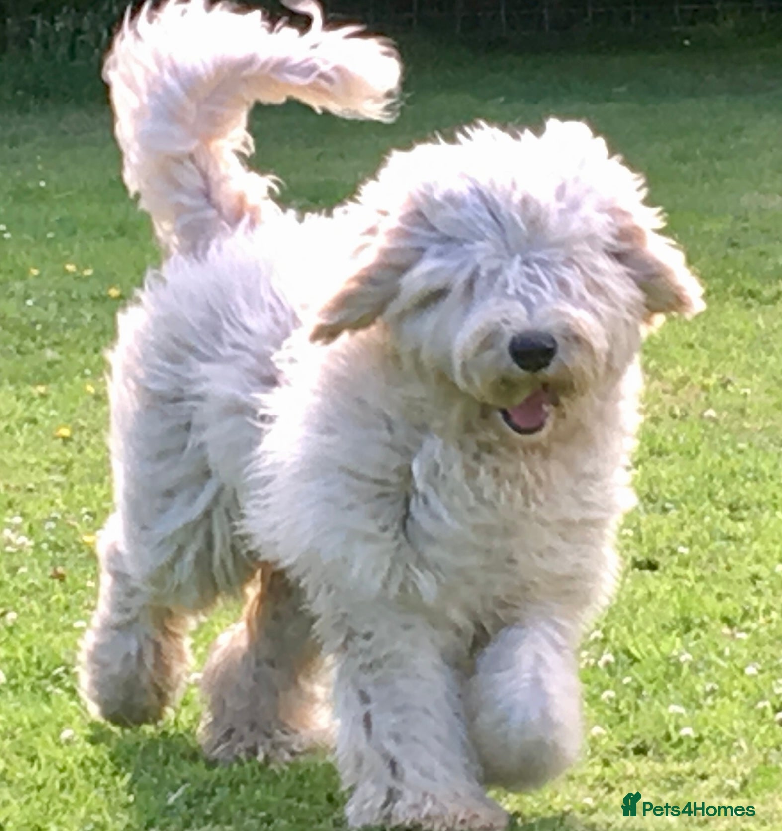Goldendoodle dogs LAST 3 LARGE PREMIUM MULTIGEN DOUBLE DOODLES 🐾🐾 - Advert 4