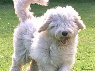 Goldendoodle dogs LAST 3 LARGE PREMIUM MULTIGEN DOUBLE DOODLES 🐾🐾 - Advert 4