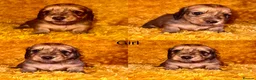 Miniature Dachshund dogs for sale: LH cream dachshund puppies ready   - Advert 3