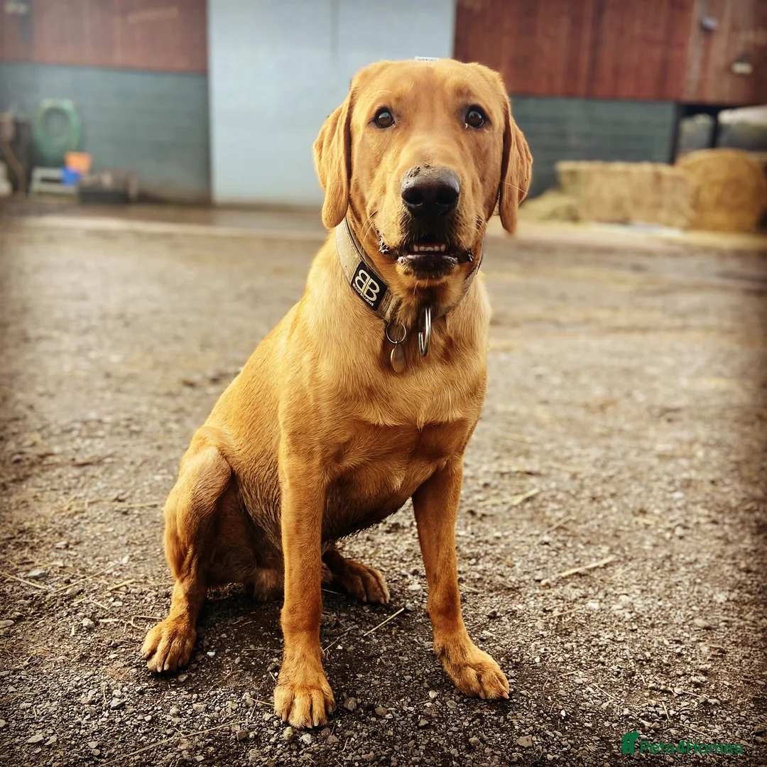 Labrador Retriever dogs for stud: Pedigree Health tested Fox Red Labrador for stud  in Wolverhampton - Advert 11