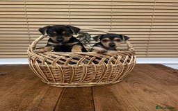 Jack Russell dogs for sale: Short Legged Jack Russell Pups - Image 1