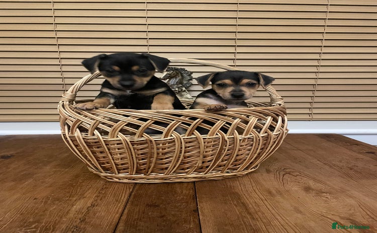 Jack Russell dogs - Advert 2