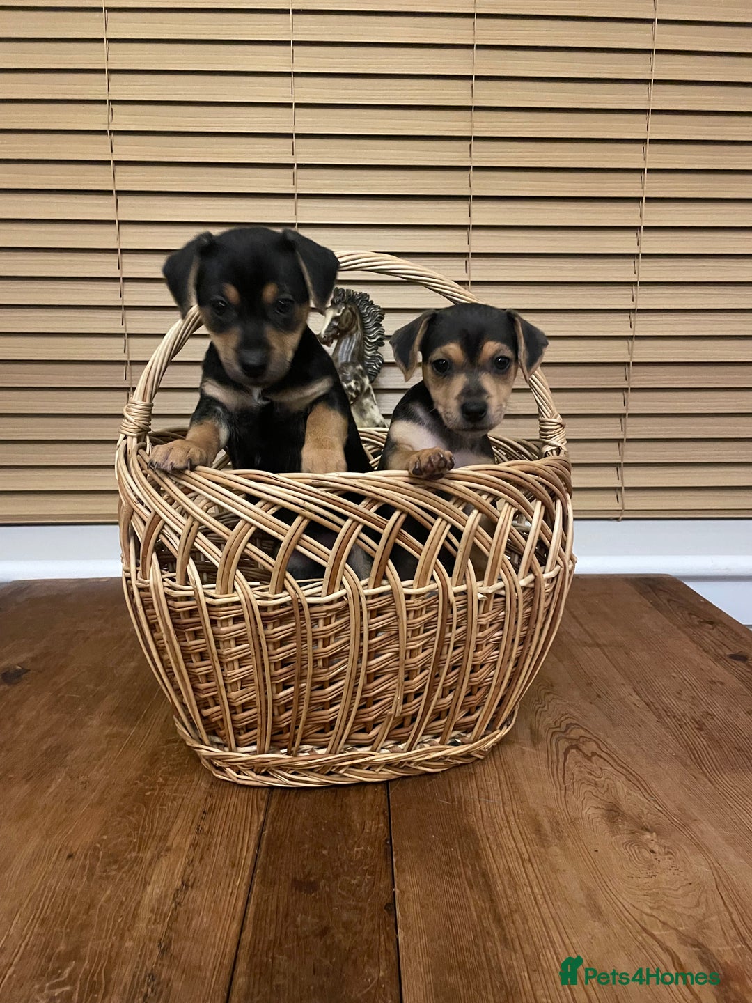 Jack Russell dogs for sale: Short Legged Jack Russell Pups - Image 1