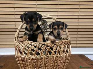 Jack Russell dogs - Advert 2