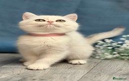 British Shorthair cats for sale: British shorthair golden, silver TICA - Image 11