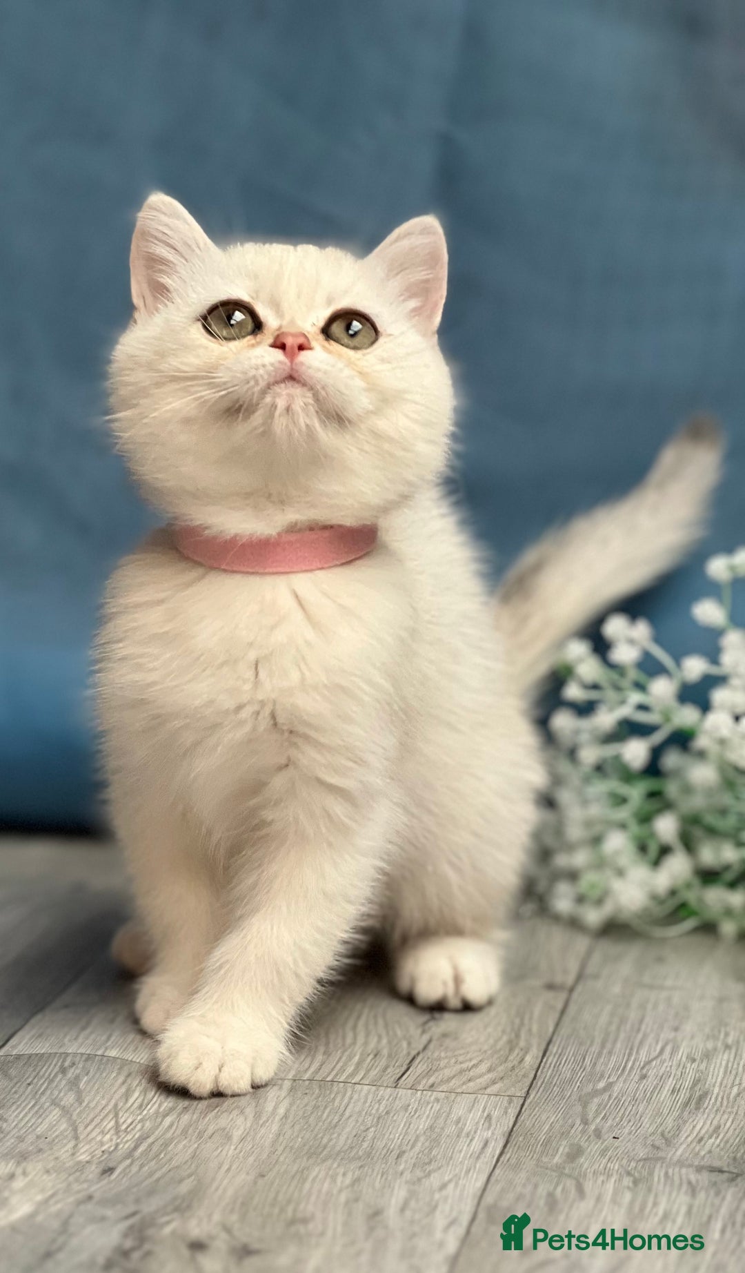 British Shorthair cats for sale: British shorthair golden, silver TICA - Image 11