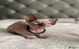 Sphynx cats for sale: Canadian sphinx kittens blue eyes girls  - Image 12
