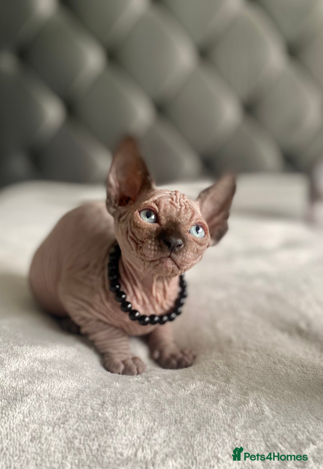 Sphynx cats for sale: Canadian sphinx kittens blue eyes girls  - Image 12
