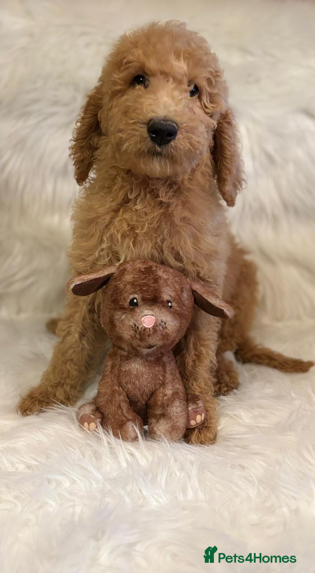 Bernedoodle dogs for sale: Bernedoodle standard F1b pups fluffy teddy bears - Advert 2