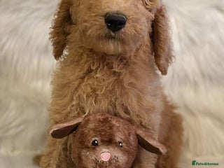 Bernedoodle dogs Bernedoodle standard F1b pups fluffy teddy bears - Advert 3