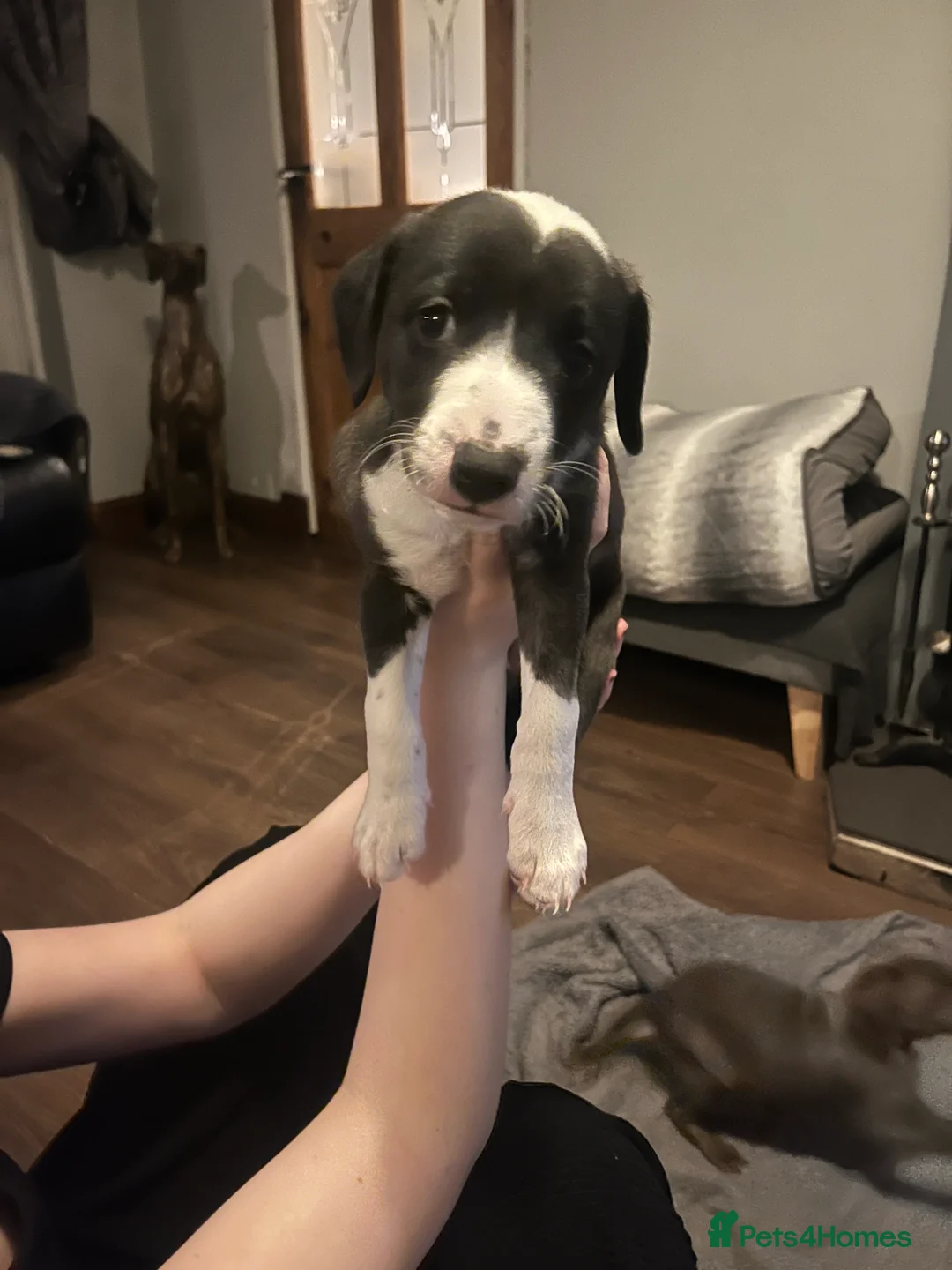 Lurcher dogs for sale: Bedlington Whippet pups for sale - Advert 27