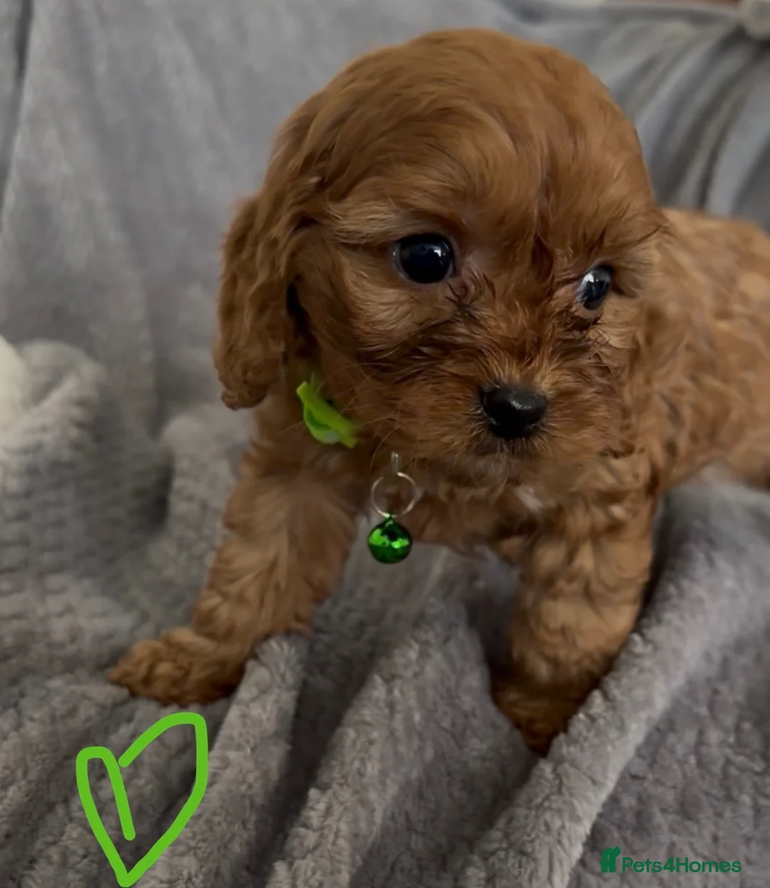 Cavapoo dogs for sale: F1 Cavapoo puppies. Boys and Girls available  - Advert 19