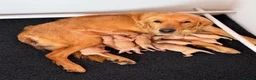 Golden Retriever dogs for sale: Kennel Club Registered Golden Retriever Puppies  - Advert 18