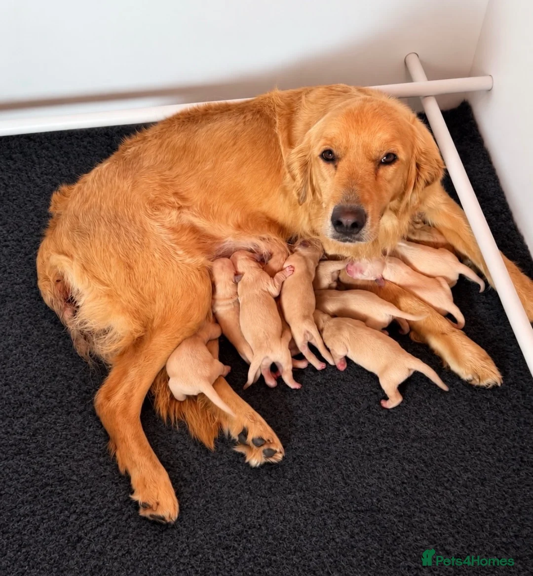 Golden Retriever dogs for sale: Kennel Club Registered Golden Retriever Puppies  - Advert 18