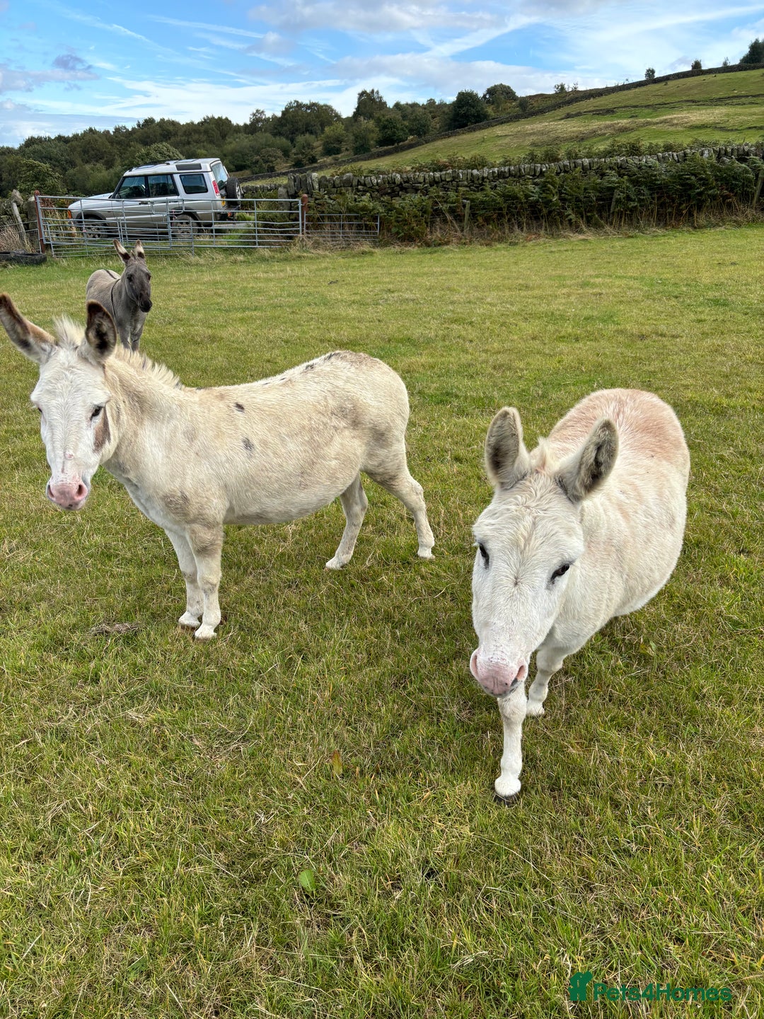 Other Breed horses for sale: Lovely bonded pair of jennies - Image 1