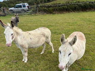 Other Breed horses - Advert 4