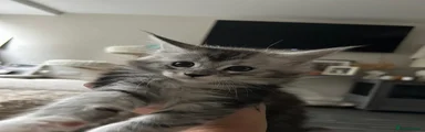 Maine Coon 3