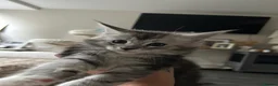 Maine Coon cats for sale: Maine coon stunning silver/blue shaded  - Advert 5